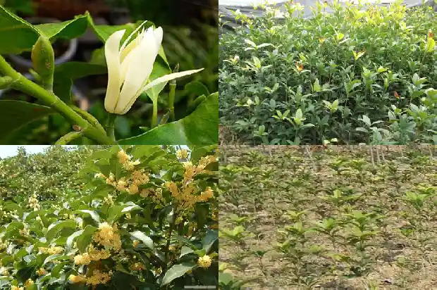 盆栽桂花为什么不长新叶1686788719343