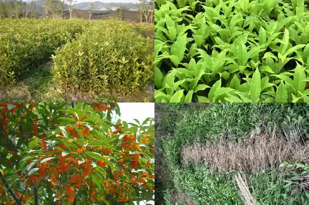 盆栽桂花为什么不长新叶1686788719391