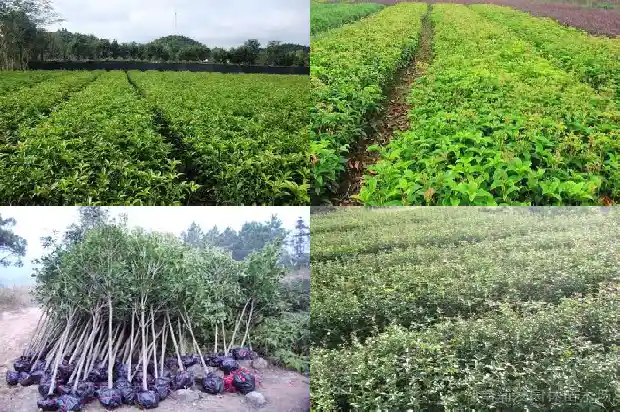 盆栽桂花为什么不长新叶1686788719486