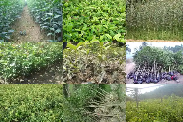 桂花树老枝可以发芽吗1686788761235