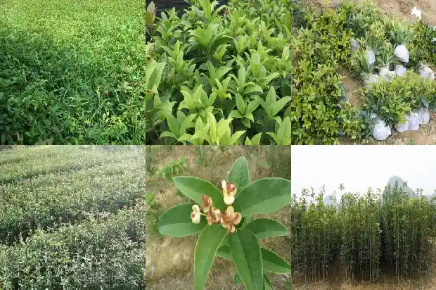 新种的桂花树不发新芽1686788782964