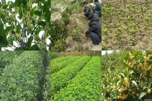 新种的桂花树不发新芽1686788783012