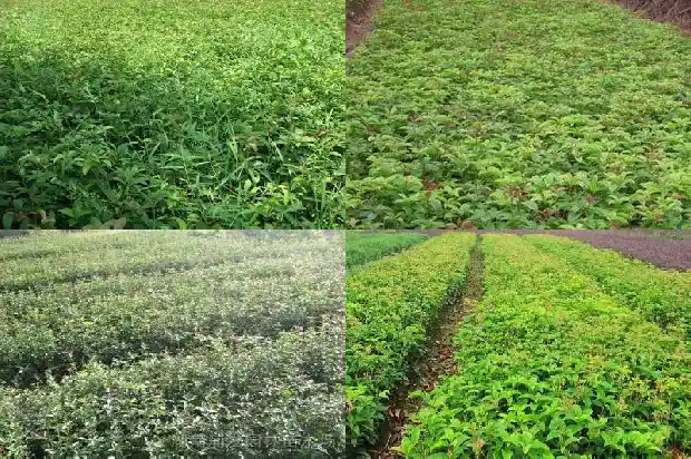 新种的桂花树不发新芽1686788783059
