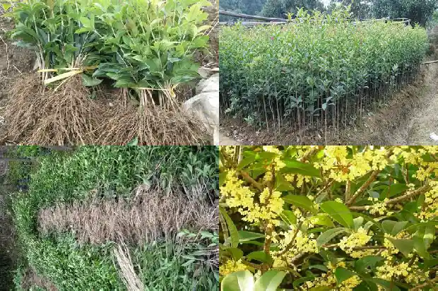 桂花树不发新芽是什么原因1686788806027