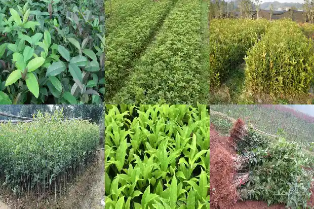 桂花树不发新芽是什么原因1686788806075