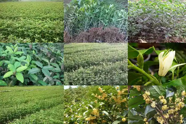 桂花树光发小芽不发叶1686788827885