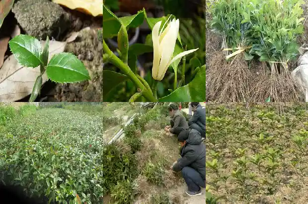桂花树光发小芽不发叶1686788827932
