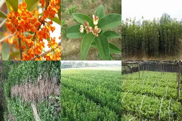 桂花树光发小芽不发叶1686788828027