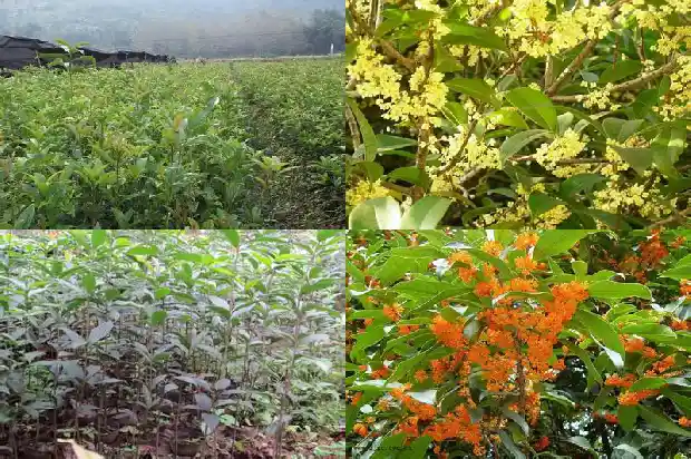 桂花树不发新枝芽叶子黄了1686788850410
