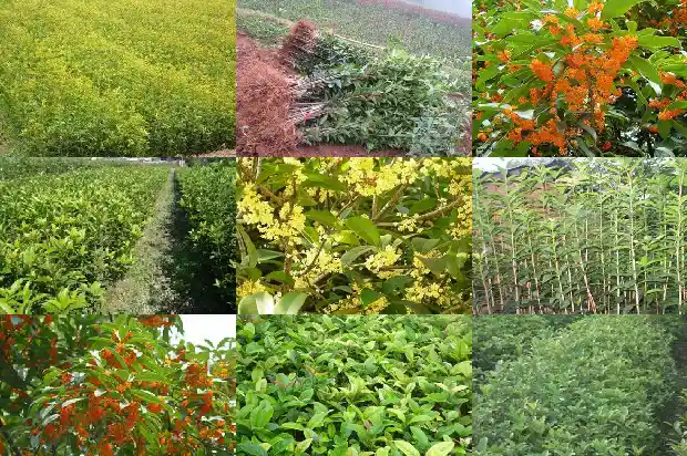 新鲜采摘的桂花怎么做成桂花茶1688607773238
