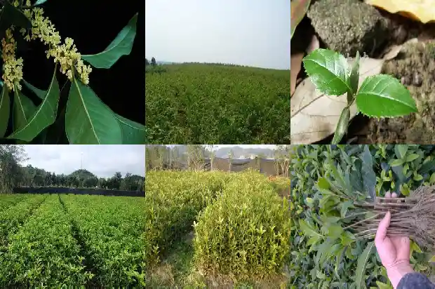 桂花树不发新枝芽叶子黄怎么办1686788868263