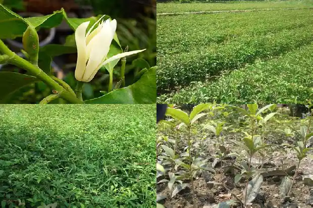 桂花树发芽不长叶1686788890390