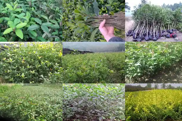 桂花拿铁英文1688948571673