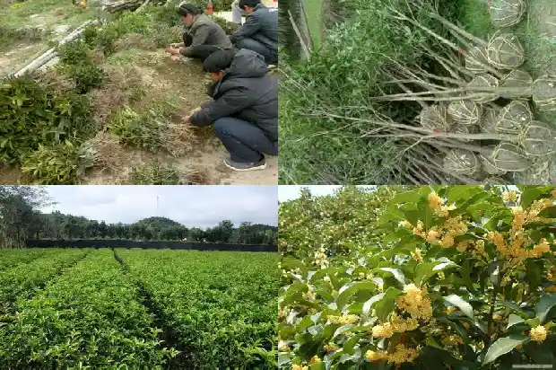 桂花树不长新叶可以使用什么叶肥1686788912802
