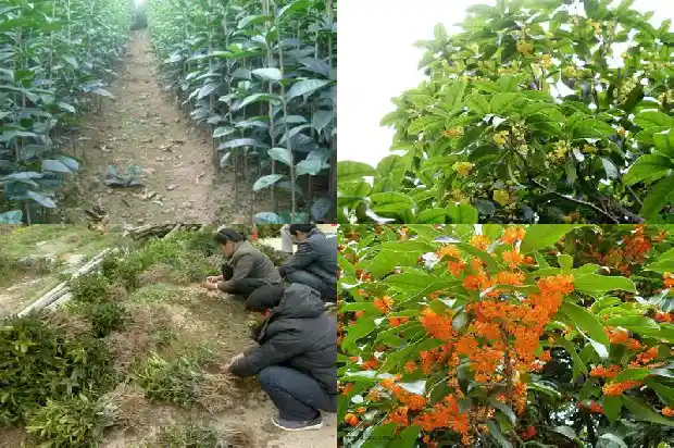 桂花怎么煮粥1689035505214