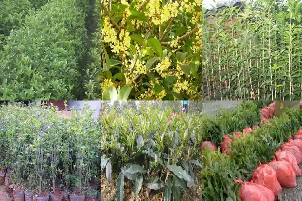 桂花树不长新叶用什么药1686788935915