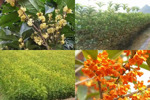 桂花树不长新叶用什么药1686788935963