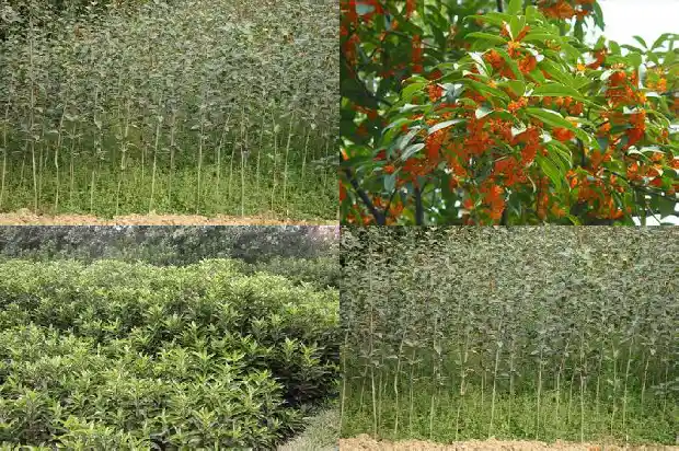 桂花树老不开花怎么回事1686788958379