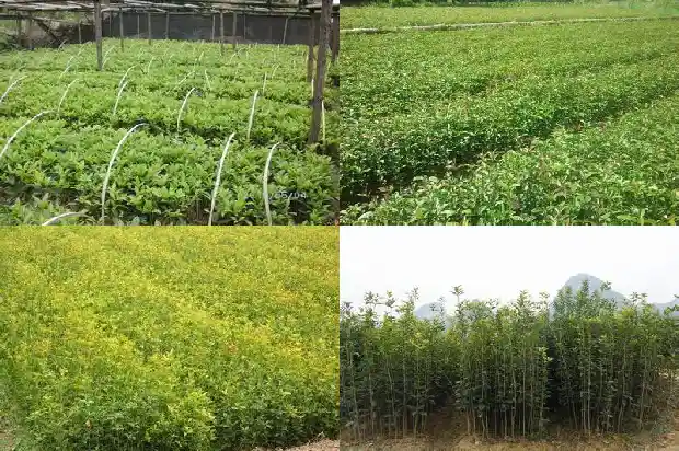桂花树老不开花怎么回事1686788958426