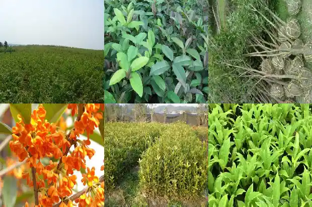 桂花树老不开花怎么回事1686788958473
