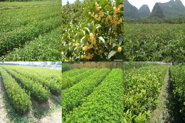 桂花8月不开花预示灾难严重1688948049986