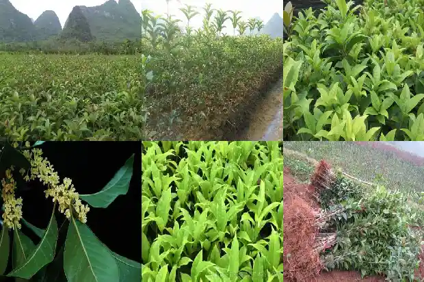 桂花出芽不长叶1686789005491