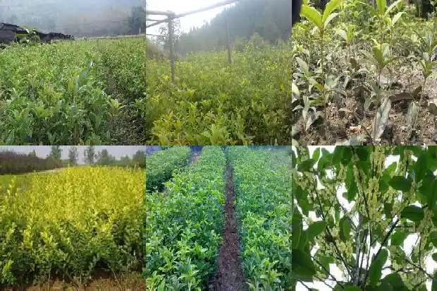 桂花怎么泡茶喝最好呢1689576512840