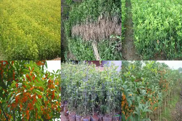 桂花树最近价格多少一棵1689898386189