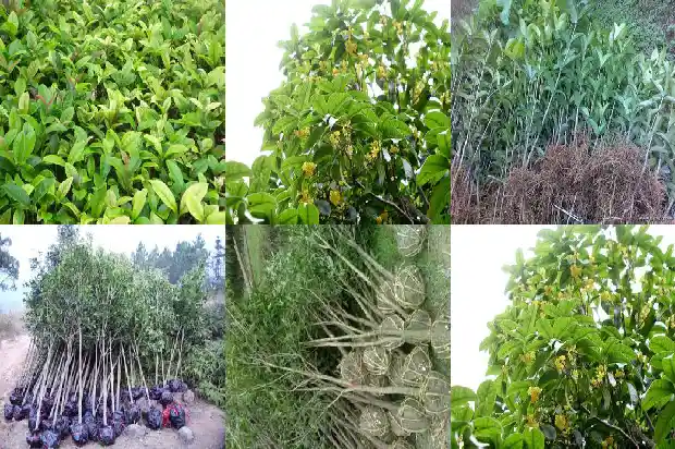 新栽桂花树叶子干枯是否已经死了呀1686789158584