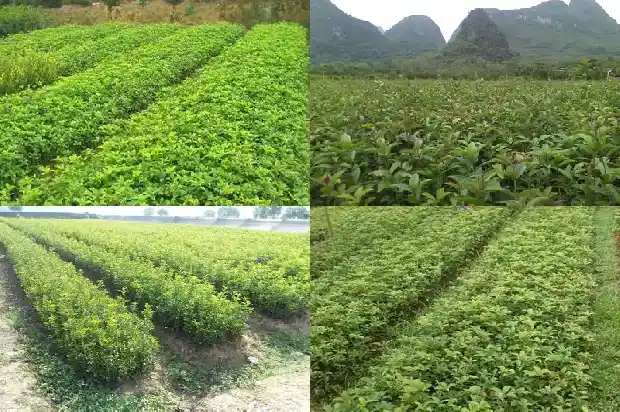 新栽桂花怎么判断成活1686789190319