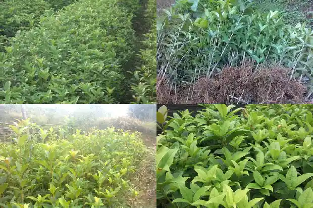 新栽桂花怎么判断成活1686789190367