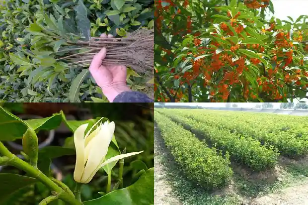 十多年桂花树不开花怎么办呀1686789214744