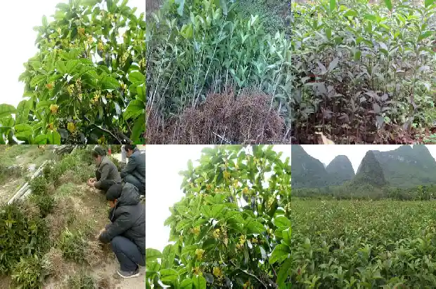 十多年桂花树不开花怎么办呀1686789214838