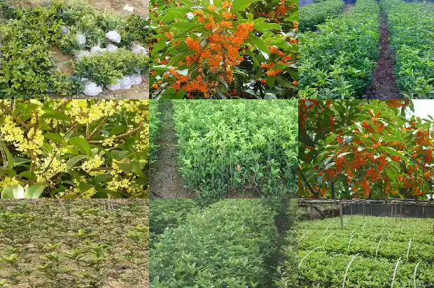 桂花树种几年了不开花怎么办1686789255052