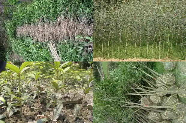 桂花树种几年了不开花怎么办1686789255099