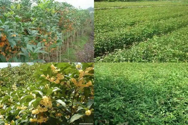桂花树种几年了不开花怎么办1686789255147