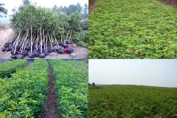 松柏树和桂花树哪个好养活些1686789275441