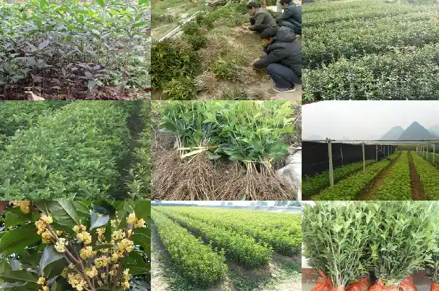 松柏树和桂花树哪个好看点1686789300112