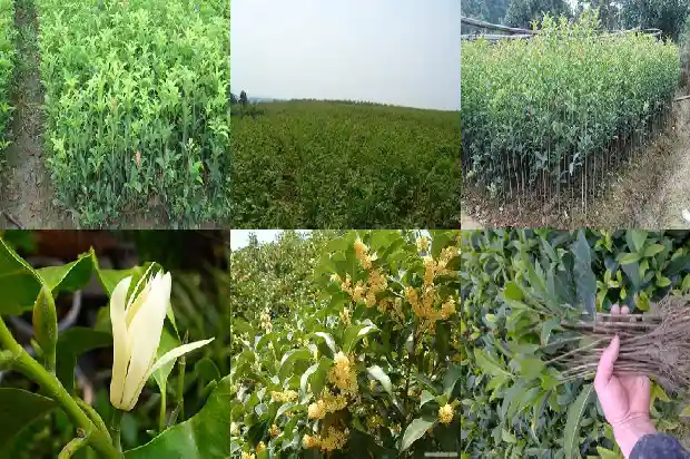 松柏树和桂花树哪个好看点1686789300159