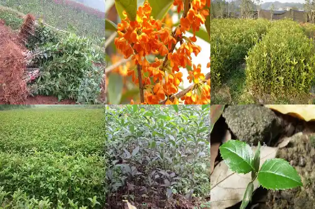 桂花树出现白色病怎样防治1690418033663