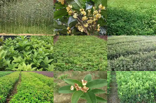 杨梅树和桂花树的相同之处和不同之处1686789320292