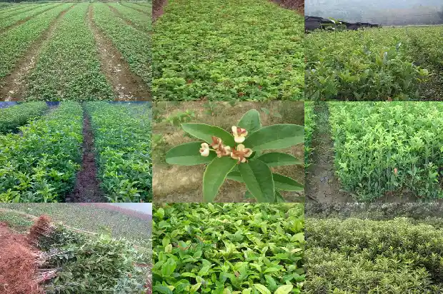桂花树的树干有什么特点1686789340550