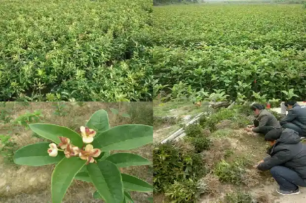 桂花树的树干有什么特点1686789340597