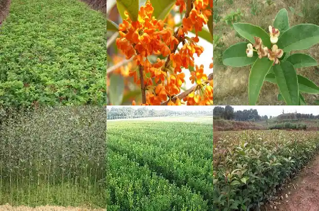 罗汉松贵还是桂花树贵1686789378260