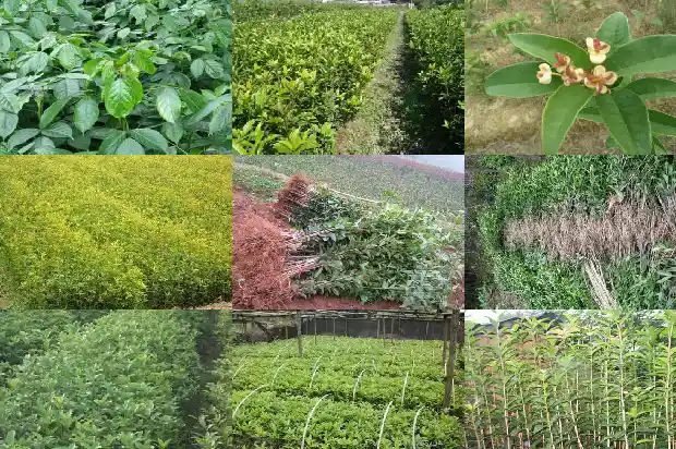 罗汉松贵还是桂花树贵1686789378308
