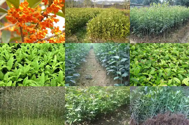 松树和桂花树1686789400703
