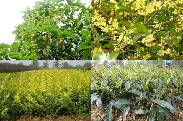 松柏树和桂花树哪个寓意好些1686789420854