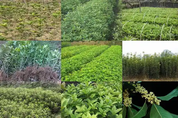 松柏树和桂花树哪个寓意好些1686789420901
