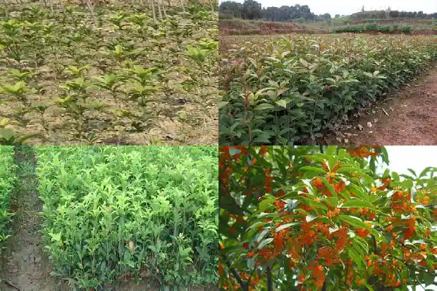 松柏树和桂花树哪个寓意好一点1686789443085