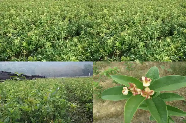 松柏树和桂花树哪个寓意好一点1686789443132
